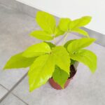 Szeflera / Schefflera Amate Golden - obrazek 4