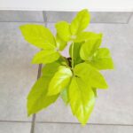 Szeflera / Schefflera Amate Golden - obrazek 2