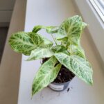 Syngonium BATIK / Zroślicha - pięknie wybarwiona - obrazek 4