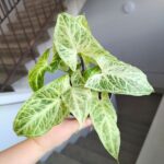 Syngonium BATIK / Zroślicha - pięknie wybarwiona - obrazek 8