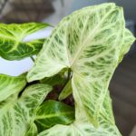 Syngonium BATIK / Zroślicha - pięknie wybarwiona - obrazek 6