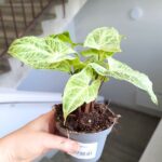 Syngonium BATIK / Zroślicha - pięknie wybarwiona - obrazek 5