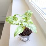 Syngonium BATIK / Zroślicha - pięknie wybarwiona - obrazek 3