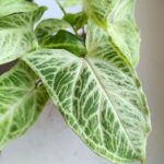 Syngonium BATIK / Zroślicha - pięknie wybarwiona - obrazek 2