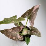 Syngonium 'Pink Splash' - obrazek 3