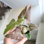 Syngonium 'Pink Splash'