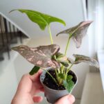 Syngonium 'Pink Splash' - obrazek 2