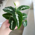 Syngonium Wendlandii S - obrazek 9