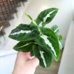 Syngonium Wendlandii S