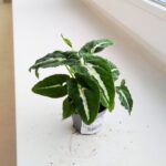 Syngonium Wendlandii S - obrazek 7