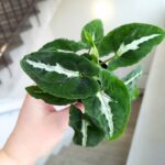 Syngonium Wendlandii S - obrazek 8