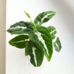 Syngonium Wendlandii S - obrazek 2