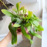Rhipsalis Red Coral - wiszący sukulent - obrazek 3