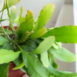 Rhipsalis Red Coral - wiszący sukulent - obrazek 4