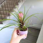 Tillandsia cyanea + osłonka ceramiczna - obrazek 2