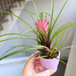 Tillandsia cyanea + osłonka ceramiczna - obrazek 8