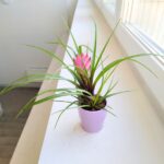 Tillandsia cyanea + osłonka ceramiczna - obrazek 6