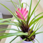 Tillandsia cyanea + osłonka ceramiczna - obrazek 5