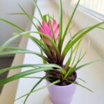 Tillandsia cyanea + osłonka ceramiczna - obrazek 4