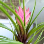 Tillandsia cyanea + osłonka ceramiczna - obrazek 3