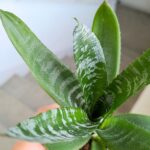 Neoregelia / VRIESEA REBECA - obrazek 6