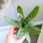 Neoregelia / VRIESEA REBECA - obrazek 4