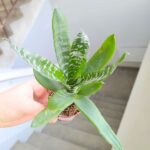 Neoregelia / VRIESEA REBECA - obrazek 2