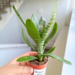 Neoregelia / VRIESEA REBECA - obrazek 3