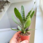 Neoregelia / VRIESEA REBECA