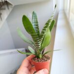 Neoregelia / VRIESEA REBECA - obrazek 7