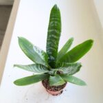 Neoregelia / VRIESEA REBECA - obrazek 8