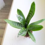 Neoregelia / VRIESEA REBECA - obrazek 5