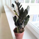 Zamioculcas Raven / Zamiokulkas czarne liście - obrazek 6