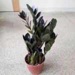Zamioculcas Raven / Zamiokulkas czarne liście - obrazek 3