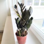 Zamioculcas Raven / Zamiokulkas czarne liście - obrazek 5