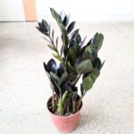 Zamioculcas Raven / Zamiokulkas czarne liście