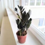 Zamioculcas Raven / Zamiokulkas czarne liście - obrazek 4
