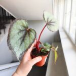 Begonia Flamingo Soul - obrazek 4