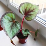 Begonia Flamingo Soul