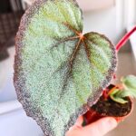 Begonia Flamingo Soul - obrazek 2