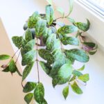 Aeschynanthus 'Marmoratus' / Eszynantus marmurkowy M