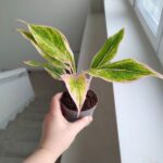 Aglaonema Pink Lipstick MS - obrazek 5