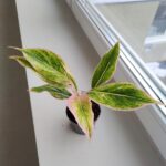 Aglaonema Pink Lipstick MS - obrazek 4