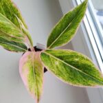 Aglaonema Pink Lipstick MS