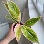 Aglaonema Pink Lipstick MS - obrazek 2