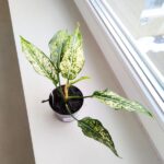 Aglaonema Snow White MS - obrazek 5