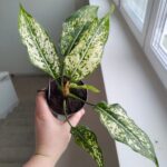 Aglaonema Snow White MS - obrazek 3