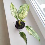 Aglaonema Snow White MS - obrazek 2