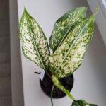 Aglaonema Snow White MS
