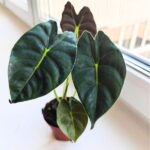 Alokazja / Alocasia Golden Bone - obrazek 6